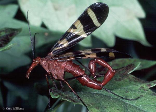 scorpion_fly.jpg