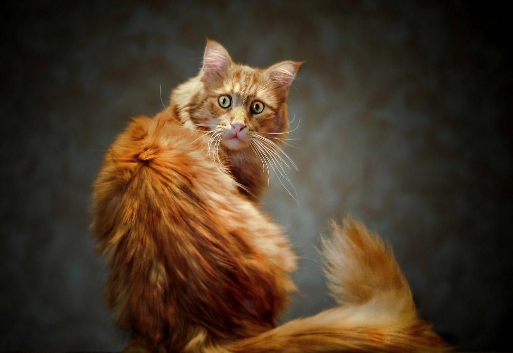 _____-_frightened_eyes_red_cat_breed_maine_coon_20150615_1065020544.jpg