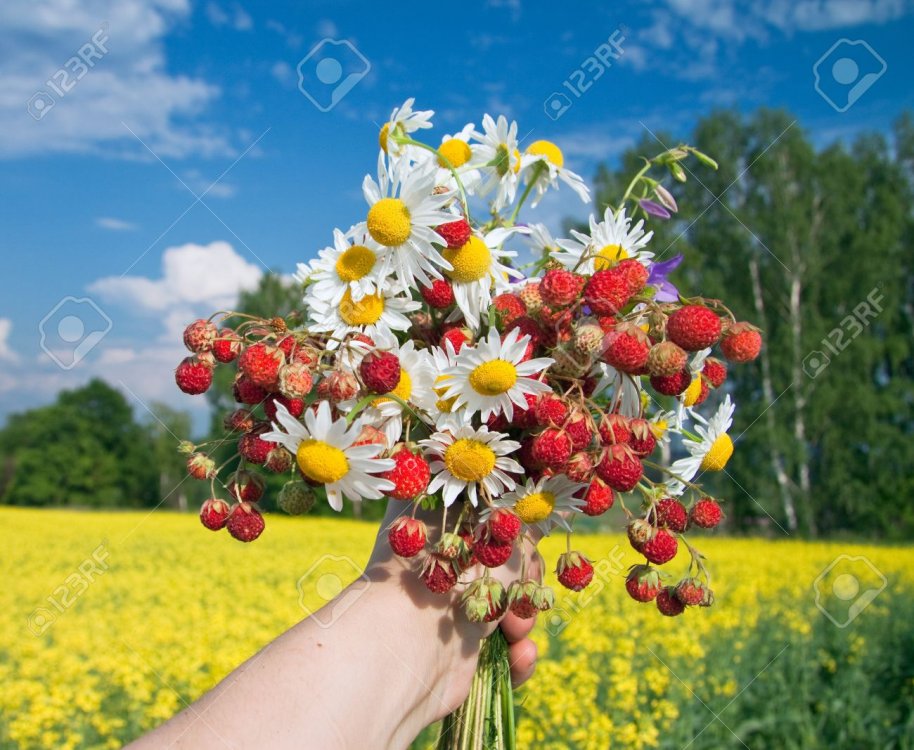 14669764-bouquet-from-berries-of-wild-strawberry-and-field-camomiles-Stock-Photo.jpg