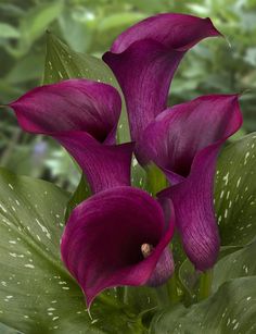 27f289f69e810ab91c7ae720027499b4--calla-lillies-calla-lily.jpg.6ecb9e8fadcfa8d29b6f91ea91ed59dc.jpg