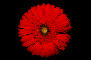 red-flower-3.png.99d48ad6ccf9ecde254725ccd1607550.png