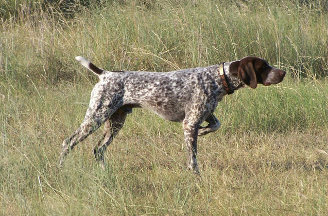 german-shorthaired-pointers.jpg.4502778dc6a782e5e6e66b9fb57a36a2.jpg