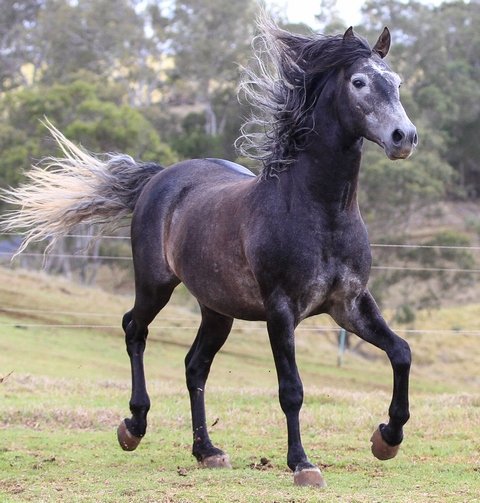 grey_andalusian_17_by_xxmysterystockxx-d88qkby.jpg.d9d1d191751721b2dd59156175ef2371.jpg