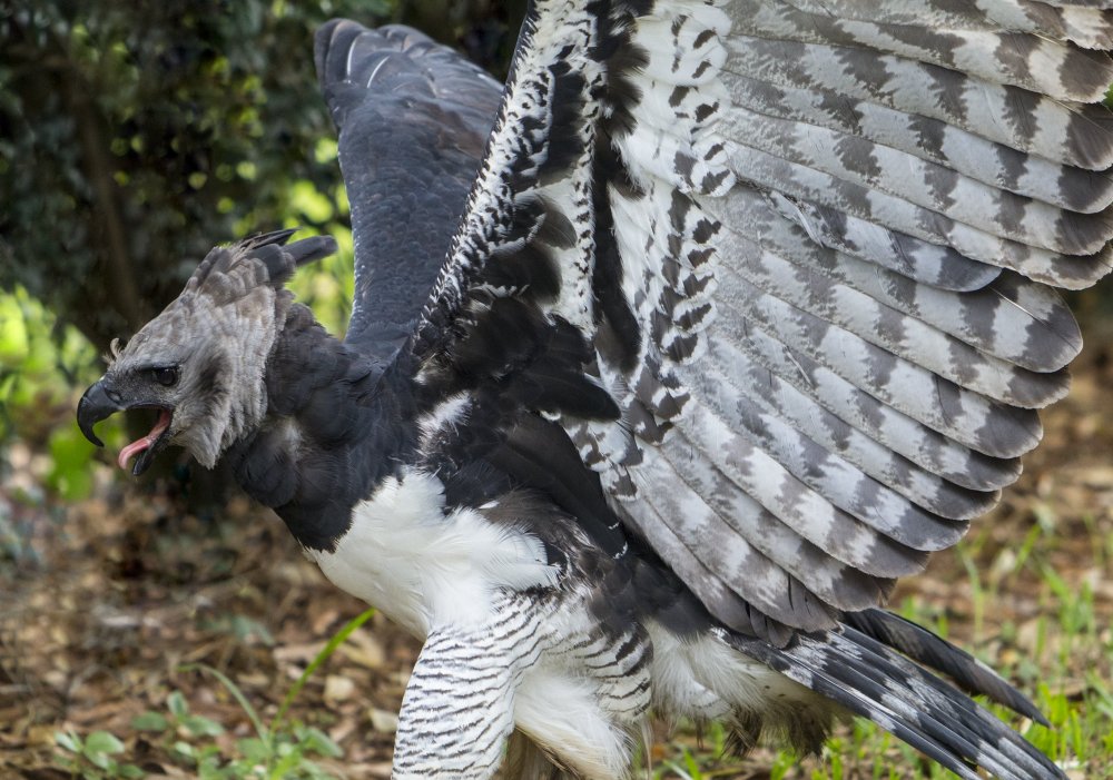 Harpy_Eagle_with_wings_lifted.thumb.jpg.2b99ff8ab7c9c1bd41814bf94eca4cbc.jpg