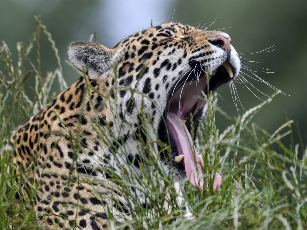Jaguar-wild-cat-yawn-mouth-grass_1920x1440.thumb.jpg.b6a140cb1173b0dbbeca9e398508d5d1.jpg
