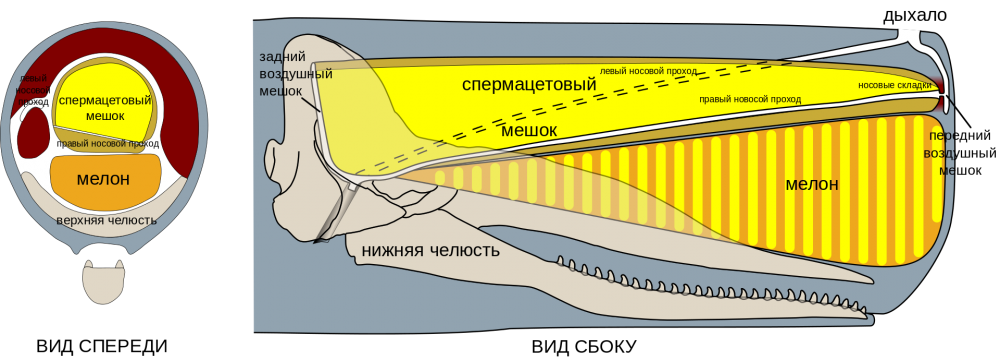 1225223965_Sperm_whale_head_anatomy_(transverse__sagittal)_RU_svg.thumb.png.0dc59dfd6872502efaab8eecae33f5d9.png