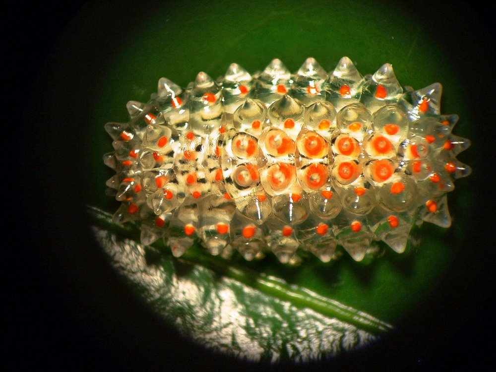 Dalceridae-Slug-Caterpillar-clear-and-orange.thumb.jpg.1e90974bcfdcab59fd20f5e39fe27a53.jpg