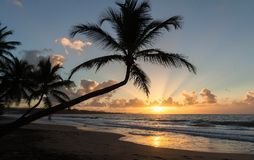 sunset-paradise-beach-palm-trees-martinique-island-french-west-indies-107256820.jpg.7f70625824eeb183bb4b90d1f97906d3.jpg