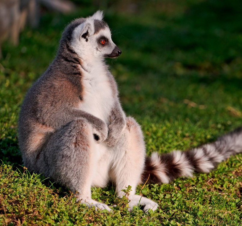 sidyaschiy_lemur_2560x1600.thumb.jpg.861bbe224e1e6d496cd0863c61edd8ce.jpg