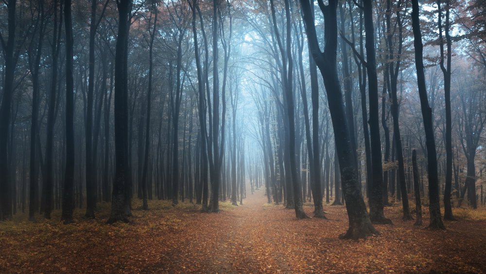 Autumn-forest-trees-mist-dawn_3840x2160.thumb.jpg.a40ddd158c4e28c65d9e6c1129d7cd45.jpg