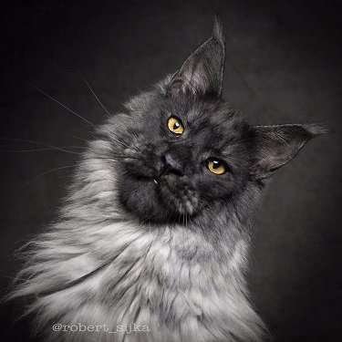 maine-coon-cat-photography-28.jpg.66be0ca497c9d44cb1123e4d9de60bbe.jpg