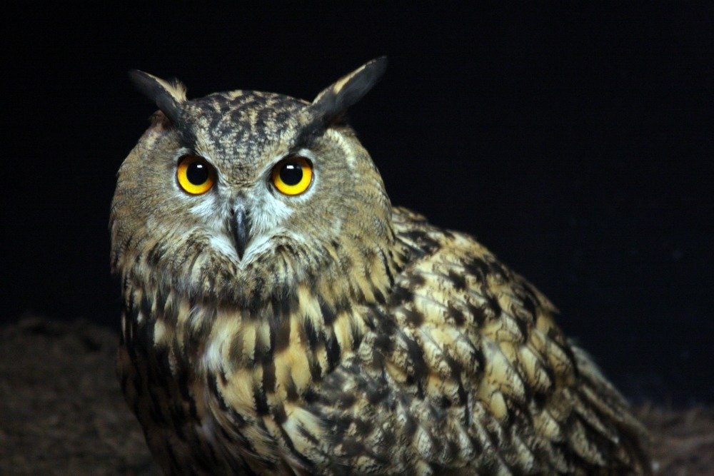 eurasian-eagle-owl.jpg.181c6f0cf8eeade0b0b6a11f14ccfadf.jpg
