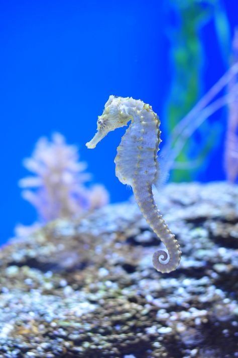 1871c961fef59122fffdb535293a619e--animal-pics-seahorses.jpg.9708538a0644e789c9f055a9dd199d98.jpg