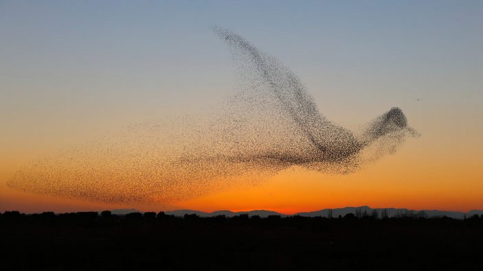 picture_of_the_day_murmuration_1_703.jpg.14fdbb821e14f85a19a689c9b09d5a9c.jpg