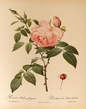 Rosa_indica_fragrans_001.jpg.475d3f177b1e00b9dc0c88c78e0870a1.thumb.jpg.e1bf8c7726d289136fc58c694e48bbab.jpg.303cee675a786ff3e4aede2d33005d3a.jpg