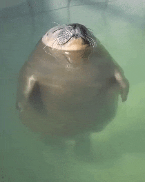 round-animals11.gif
