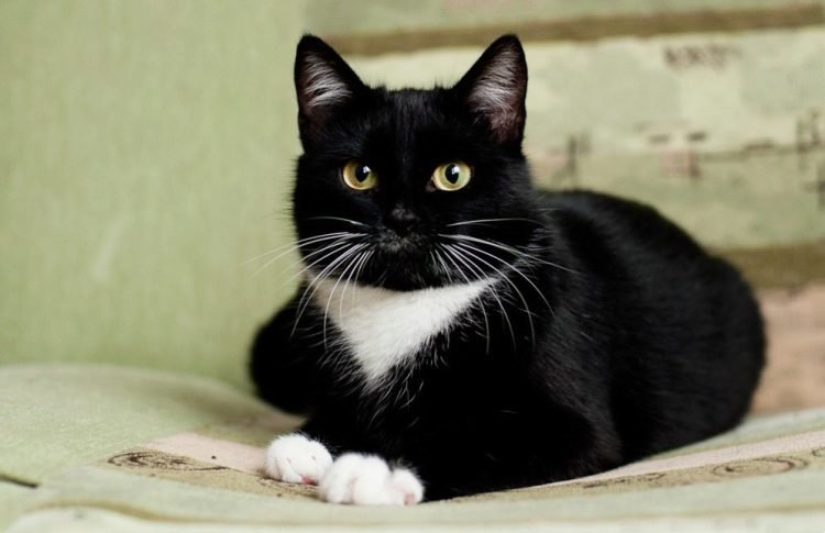 imena-dlya-kotov-i-koshek-cherno-belogo-okrasa-4.jpg.c8a75fd27a0c00a606d364d1043b9d80.jpg