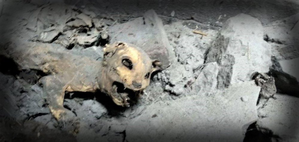 ctttt.thumb.jpg.40eef2e6409d9e5809b80cdb