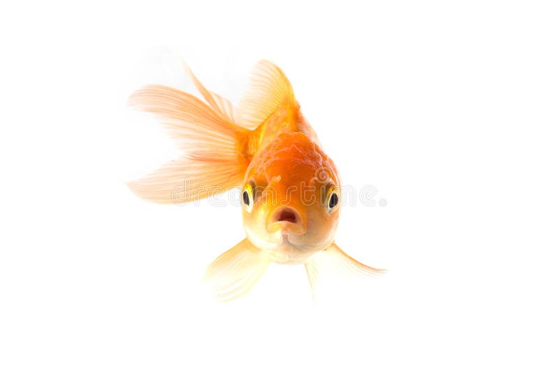 golden-koi-fish-scared-isolated-white-background-studio-shot-49593073.jpg.eae16cb6002eacac11d7f21441c6cef4.jpg