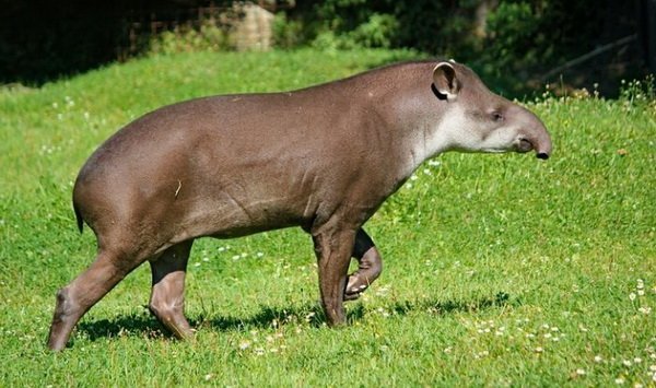 tapir4.jpg.83cf1b4f27564db1405e137089832627.jpg