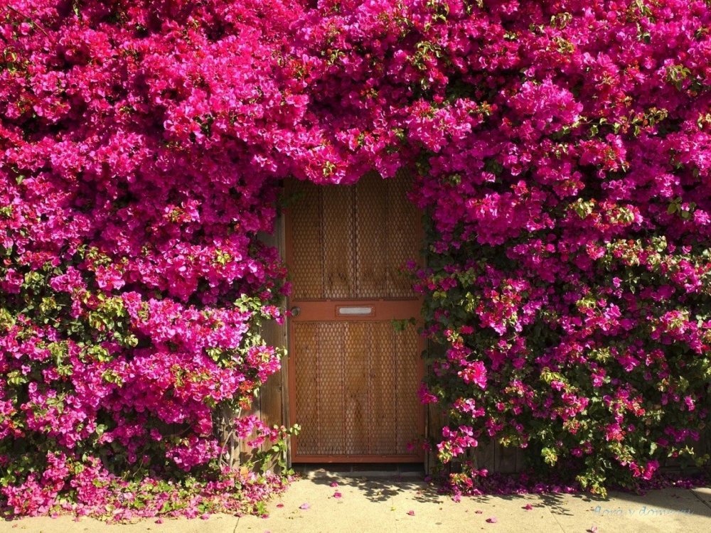 bougainvillea.thumb.jpg.5f16d43afe71dd11d118cbe8e6627121.jpg