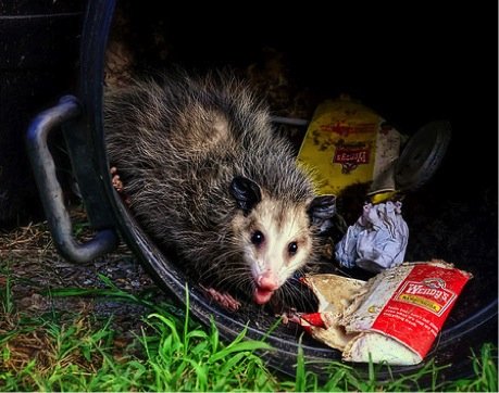 opossum-in-trash.jpg