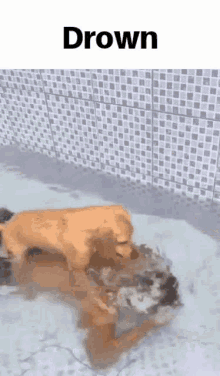 dog-cute.gif.b213b3f490060400783f5fab1a0b3a47.gif