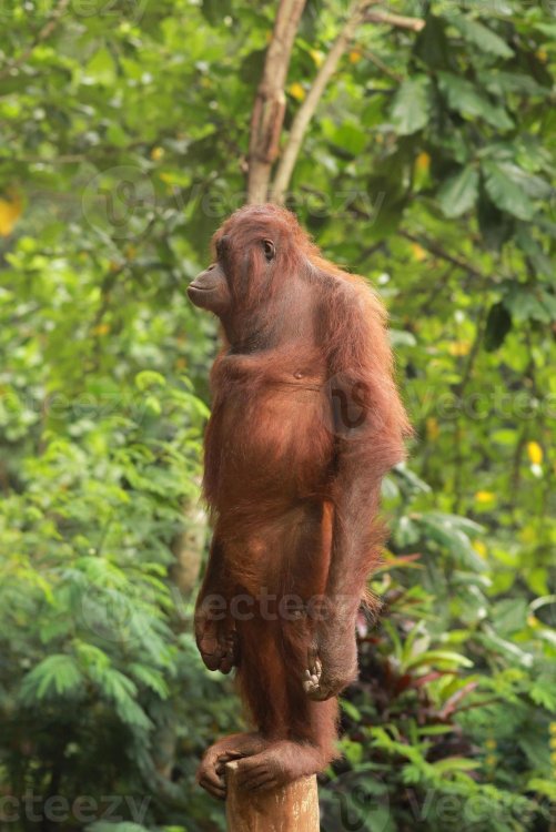 orangutan-standing-on-a-tree-trunk-photo.thumb.jpg.c772fe0614f8c2ecdca6ce7a6ea9af2f.jpg
