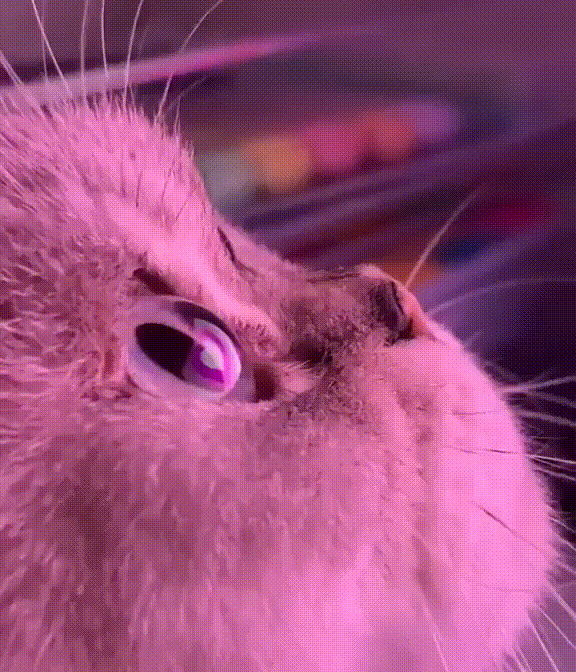 YPgUnepT.gif.45d3778f4be4e7806b1186e85fee5b1d.gif