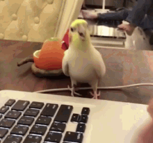 annoying-bird-computer.gif.f366fefe114b497977883cd8e581874e.gif