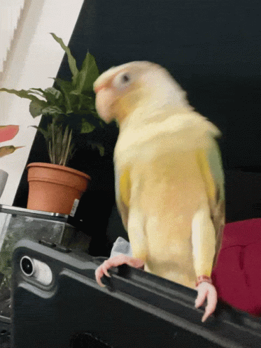 castro-parrot.gif.61c3ab54ffcbd0f25a5f8609e29d3a33.gif