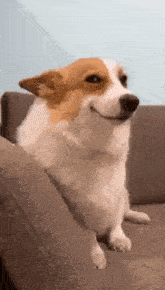 dog-smile.gif.6ccf9081cb09db6e31d890117567ac53.gif