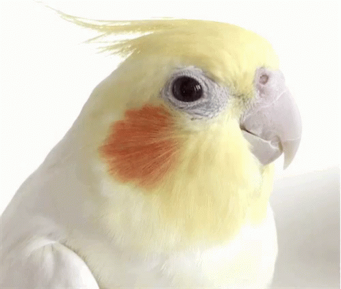 bird-cute.gif.f3e94af189632502a4589d7234ee85a0.gif