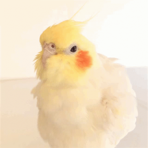 fluffy-cockatiel.gif.06a91849d0a2e1df5c8a379024528467.gif