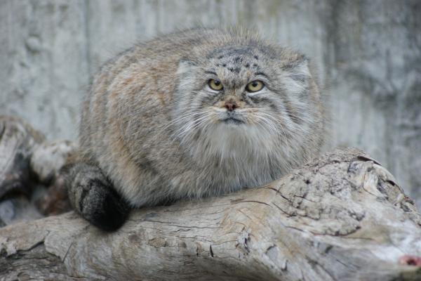 Manul_close.jpg