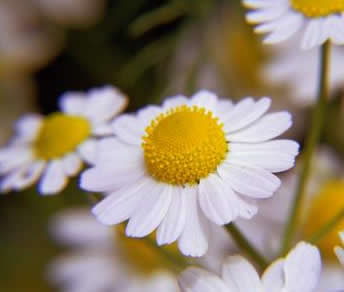 chamomile3.jpg