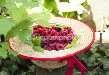 depositphotos_47488395-Fresh-organic-raspberry-in-straw-hat.jpg