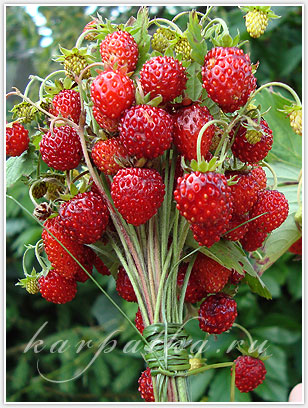 slovar_wild_strawberries.jpg
