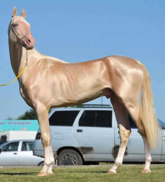 pretty_horse_05.jpg