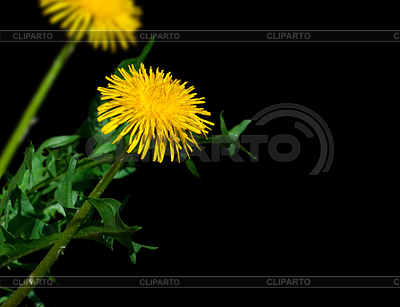 4227129-dandelion.jpg