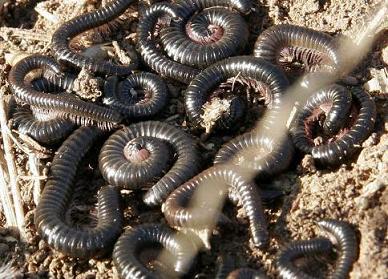 Millipedes.JPG