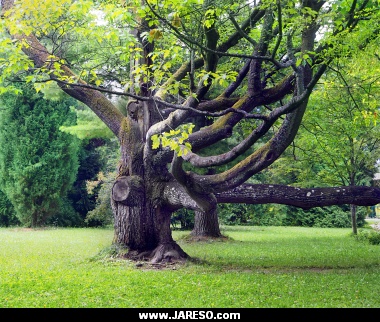 l_photo_fb_nature_old_tree_turcianska_stiavnicka_summer_p8030080x.jpg