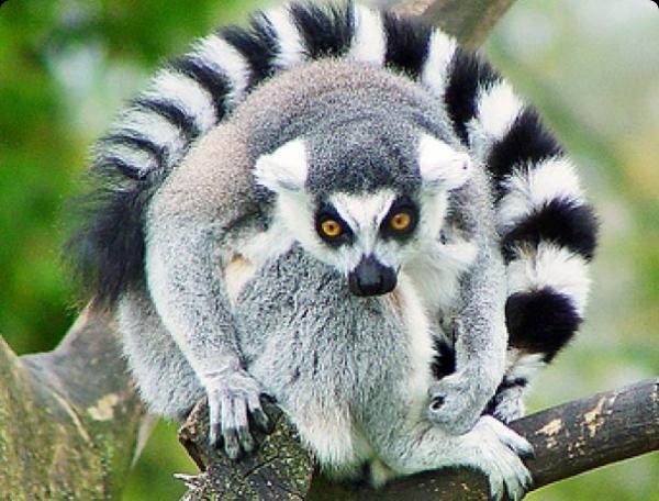 lemur_catta.jpg