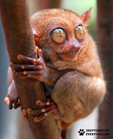 1171915845_01_tarsier.jpg