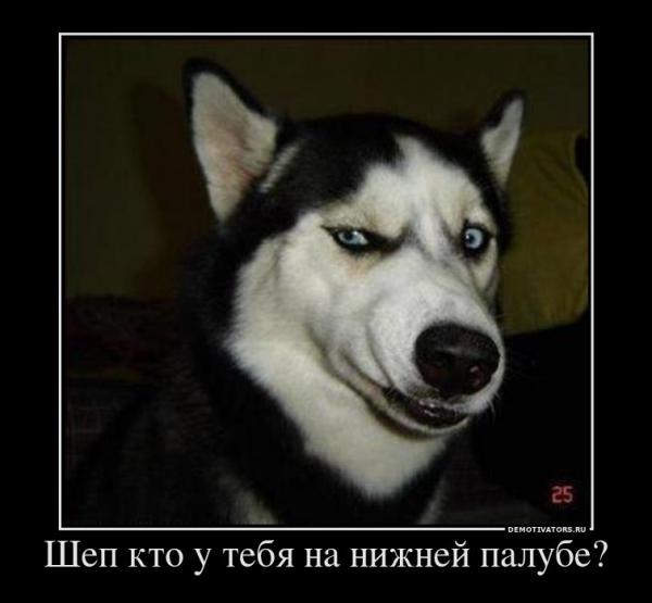 844491_shep-kto-u-tebya-na-nizhnej-palube_demotivators_ru.jpg