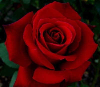 red-rose-2.jpg