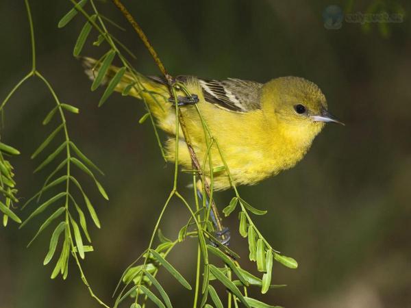 female-orchard-oriole--rio-grande-valley--texas.jpg