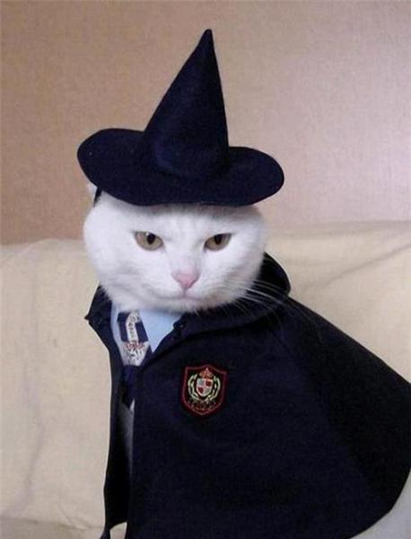 HARRY-POTTER-CAT-01-1310673408.jpg