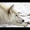 Cold Wolf